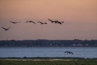 Schwäne fliegen in einer Reihe über einen See gegen einen orangefarbenen Sonnenuntergangshimmel,