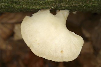 Lung mushroom or indian oyster (Pleurotus pulmonarius), North Rhine-Westphalia, Germany, Europe