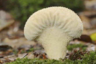 Bottle russula (Lycoperdon perlatum, Lycoperdon gemmatum), North Rhine-Westphalia, Germany, Europe