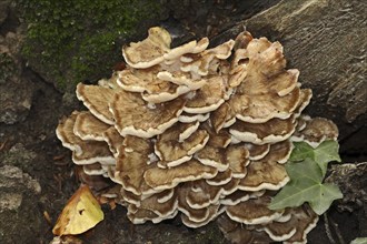 Maitake (Grifola frondosa), North Rhine-Westphalia, Germany, Europe