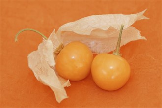 Cape gooseberry or Andean berry (Physalis peruviana), ripe fruit