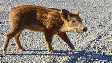 A piglet in the warm sunlight on a gravel path, farm animals, Mani Peninsula, Peloponnese, Greece,