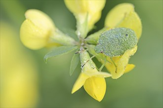 Green stink bug or green shield bug (Palomena prasina), nymph on common horned clover (Lotus