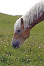 Haflinger, Ebbs, Tyrol, Austria, Europe