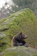 Brown bear, Ursus arctos, Bavarian Forest National Park, Bavaria, Germany, Captive, Europe