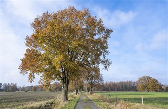 Farm road, agricultural road, English oak (Quercus robur) autumnal colours, blue sky, white clouds,