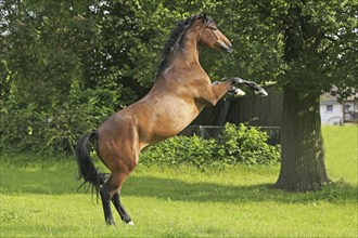 Westphalian Warmblood, Westphalian