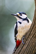 Male of Great Spotted Woodpecker, Dendrocopos major, bird in forest at winter sun