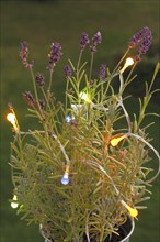 Lavender (Lavandula), with fairy lights, North Rhine-Westphalia, Germany, Europe