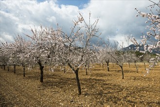 Flowering almond trees (Prunus dulcis), near Alaró, Serra de Tramuntana, Majorca, Balearic Islands,