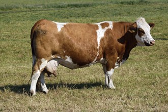 Europe, Germany, Mecklenburg-Western Pomerania, Dairy cows on the pasture near Göhren-Lebbin, Red