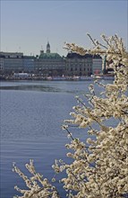 Europe, Germany, Hamburg, City, Inner Alster Lake, Tree blossom, View to the Michel, japanese