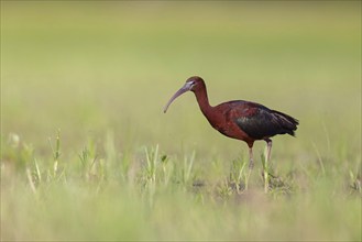 Glossy ibis (Plegadis falcinellus), Floating Hide fixed, Everglades NP, Florida, USA, North America