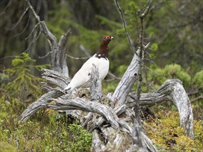 Willow ptarmigan (Lagopus lagopus) male, in summer plumage, perched on a dead tree stem, in a wood,