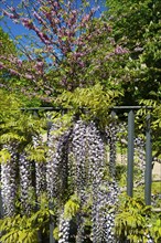 A garden with flowering wisteria and pink blossom trees against a clear blue sky, Wisteria,