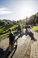 Alpine cattle drive, Münstertal, Southern Black Forest, Black Forest, Baden-Württemberg, Germany,