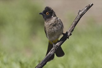 Masked Bulbul, (Pycnonotus nigricans) near the waterhole of Ondekaremba Farm, Namibia, Africa,