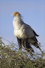 Secretary, (Sagittarius serpentarius), a secretary stands on its eyrie Etosha NP, Namibia, Africa