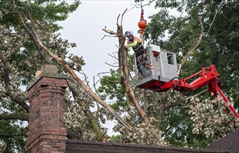 Detroit, Michigan, A storm with 70mph wind gusts blew down a 15-ton, 110-foot cottonwood, damaging