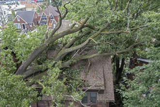 Detroit, Michigan, A storm with 70mph wind gusts blew down a 15-ton, 110-foot cottonwood, damaging