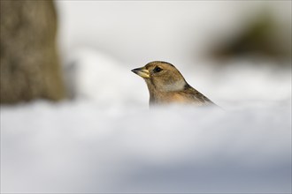 Brambling (Fringilla montifringilla), female, in the snow, winter feeding, Oberhausen, Ruhr area,