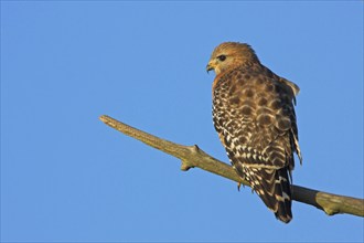 Red-shouldered hawk (Buteo lineatus), Venice Landfill, Venice, Florida, USA, North America