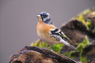 Mountain Finch, Frigilla montifrigilla, songbird, perch, lateral, Bavaria, Bavaria, Federal