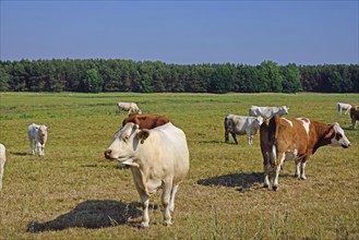 Europe, Germany, Mecklenburg-Western Pomerania, Dairy cows on the pasture near Göhren-Lebbin,