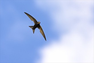 Common swift (Apus apus), family of swallows, Mannheim, Baden-Württemberg, Federal Republic of