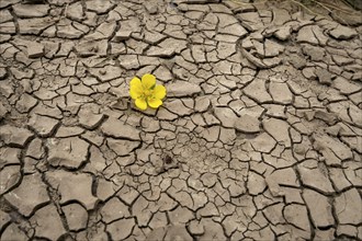 Dryness Drought Soil cracks Flower Rinteln Germany