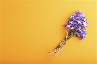 Spring snowdrop flowers bluebells orange pastel background. top view, flat lay, copy space, still