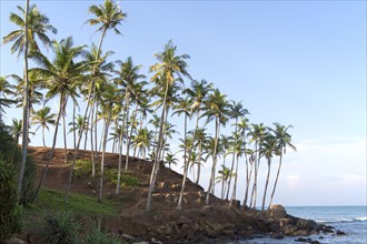 Tropical scenery of palm trees on a hillside by blue ocean, Mirissa, Sri Lanka, Asia