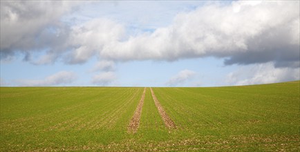 Lines going uphill towards the sky in a field of winter cereal crop Marlborough Downs, Wiltshire,