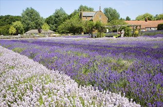 Lavender plants at Norfolk Lavender garden centre attraction, Heacham, Norfolk, England, United