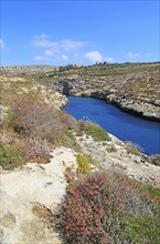 Limestone barrique vegetation Mgarr ix-Xini coastal inlet, island of Gozo, Malta, Europe