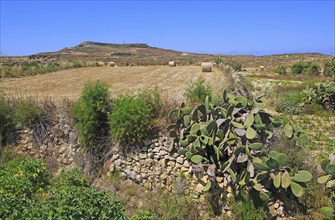 Rural farming landscape view to hilltop Ta 'Gurdan, Gordan or Gordon lighthouse, Gozo, Malta,