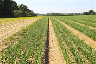 Green lines of onion crop growing in sandy soil, Sutton, Suffolk, England, UK