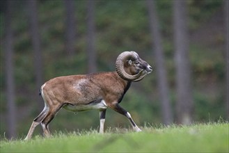 Mouflon, Ovis orientalis, Haltern, North Rhine-Westphalia, Germany, Europe