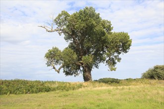 Black poplar tree, Populus nigra, Butley, Suffolk, England, UK