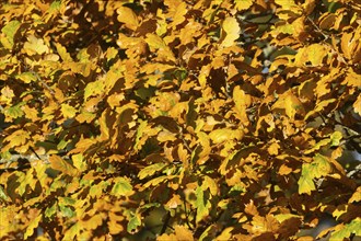 English oak (Quercus robur) tree with yellow leaves in the autumn, Suffolk, England, United