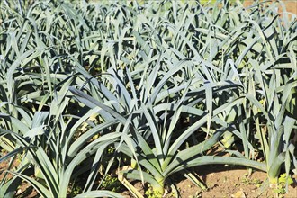 Leeks growing in allotment garden, Shottisham, Suffolk, England, UK