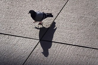 City pigeon with shadow, wintertime, Saxony, Germany, Europe