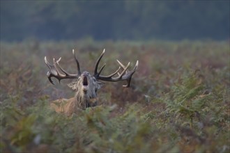 Red deer (Cervus elaphus) adult male stag roaring during the rutting season in autumn, England,