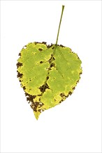 Autumn-coloured leaf of a poplar (Populus), tree, free-standing, Vechta, Lower Saxony, Germany,