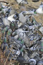 City pigeons in winter, Saxony, Germany, Europe