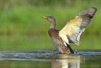 Mallard (Anas platyrhynchos), female, Aviemore, Scotland, Great Britain