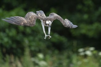 Western osprey (Pandion haliaetus) hunting, Aviemore, Scotland, Great Britain