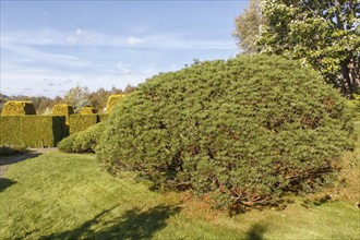 Cottage garden with green lawn, trees, hedges, trimmed bushes and large mountain pines. Modern