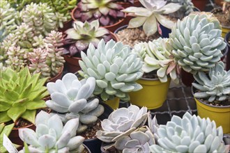 Various types of succulent in flower pots in the greenhouse. Closeup, selective focus