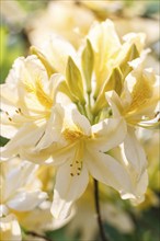 Rhododendron (azalea) flowers of various colors in the spring garden. Closeup. Blurred background